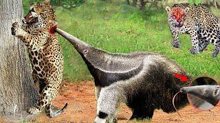 Unbelievable! Useless Jaguar Is Easily Knocked Down By The Giant Anteater's Long Beak