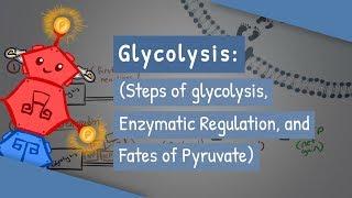 Glycolysis (Steps of glycolysis, Enzymatic Regulation, and Fates of Pyruvate)