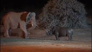 Angry Elephant & Rhino JungleFight @Night & a Big Deep Wound#viral #youtubevideo#youtube#animallife