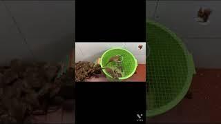 쥐들이 즐거운 기분으로 줄지어 들어가는 최고의 쥐덫. Best Mouse trap ever .