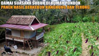 TENANG DAMAI SUASANA SUBUH DI RUMAH PONDOK | PANEN PERTAMA KALI HASIL BERKEBUN TERONG DAN KANGKUNG