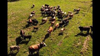 Prescribed Grazing