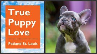 Petland St. Louis Has Your New Furry BFF 