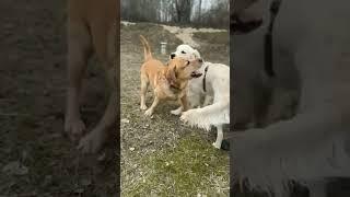 who the boss? #labrador #goldenretreiver #dog