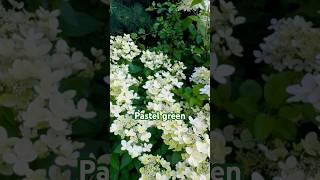 #pastelgreen #hydrangea#paniculata #hortensia#гортензия#garden#гортензія#flowers #jardin#shorts#アジサイ