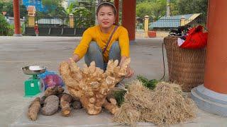 Harvest Allium chinense & Wild tubers goes to the market sell. Free Life