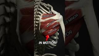 Rotator Cuff Muscles vs Teres Major #Anatomy #3danimation #medicalstudent