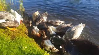 Ducks feeding in the sun