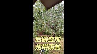 交不起房租被驱逐（2）后院变成热带雨林｜美国买房找邱锐 德州达拉斯房产经纪人