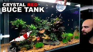 CRYSTAL RED SHRIMP TANK w/ ALL BUCE & AKADAMA SOIL