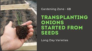 Transplanting Onion Seedlings