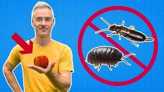 KILL Pill Bugs, Earwigs & Millipedes NATURALLY