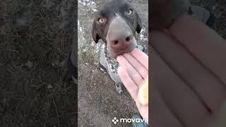 Молодой курцхаар и сила воли. Курцхаар не на охоте.