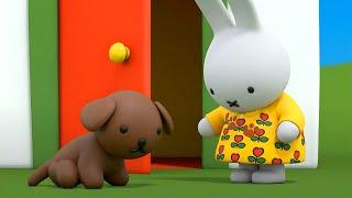 The Muddy Dress | Miffy | New Series! | Miffy's Adventures Big & Small