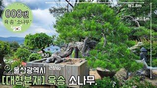 008번 대형분재 소나무 ' 육 송 '  ㅣ 울산광역시