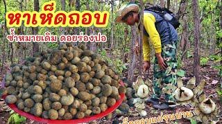 หาเห็ดร่องปอต่ออีกวัน ►Fishing lifestyle Ep.767