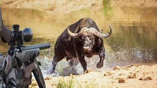 A unique adventure hunting wild African buffalo in the heart of the wilderness