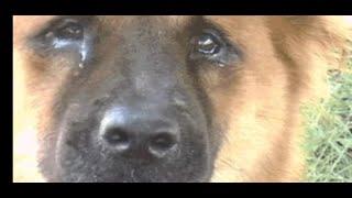 Best Emotional Video|| The Faithful Dog || The Domestic Pets|| #_dog ||