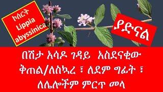 በደጃችን የበቀለ ተአምራዊው ቅጠል/ ኮሰረት/ lippia abyssinica/ በሽታ አሳዶ ገዳዩ ይሉታል ጣልያኖች /ethiopian /