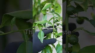 Rare Citrus From Japan | How to grow Yuzu with results | #Umamigarden #japan #japanesefood