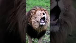 Angry lion roaring to hunt #Short