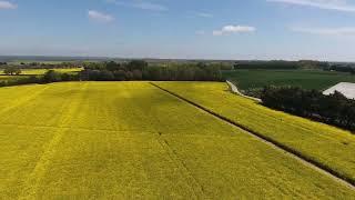 Rapeseed Fields West Sussex | Drone 4K