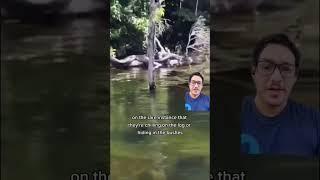 Anacondas can hide in plain sight