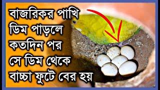 বাজরিকর পাখির ডিম কতদিন পর ফুটে | পাখি ডিম দিলেই কি সেই ডিম থেকে বাচ্চা ফুটে? Budgerigar birds egg