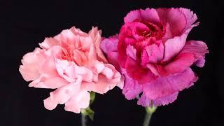 Carnation