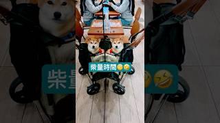 柴柴打量#いぬ #しばいぬ #かわいい犬 #可愛い犬 #かわいい #可愛い #puppy #shorts #dog #doglover #dogshorts #shiba #柴犬 #柴犬可愛い