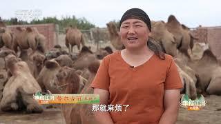 《共富经》 20240915 骆驼惬意奶香飘|农业致富经 Agriculture And Farming