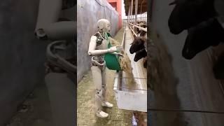 Robots Feed Food To Goats in China  | #shorts