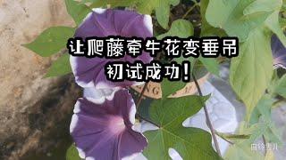 垂吊爬藤牵牛花养成法，不用架子也能养爬藤牵牛花，飘逸之美垂吊