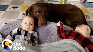 Chocolate Lab is the Best Big Sister in the World | The Dodo