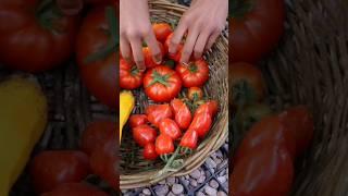 Massive Harvesting! Desi Vegetables #kitchengarden #gardening #desifood