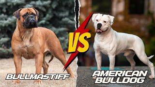 Bullmastiff vs American Bulldog: Which Breed Is Better? | An In-depth Comparison.