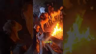 Why Do Goats Stand in Fire?  