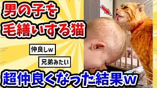 【2ch動物スレ】男の子を毛繕いする猫 → 超仲良くなった結果www