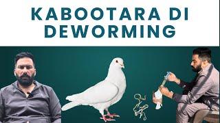 Breeder Kabooteru ki Deworming or Result.            #kabootarbaaz #pigeon #pigeonbird