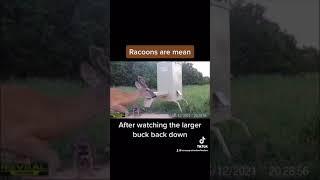 Raccoon versus buck at deer feeder. Who will win. Trail cam. Tactacam reveal. Whitetail