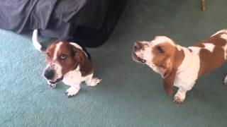 Basset hounds howling