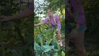 AUGUST ON THE ALLOTMENT PLOT  #allotment #allotmentgarden