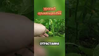 8я подкормка огурца #cucumber #огурцы #farming
