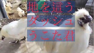 産卵が終わった烏骨鶏嫁が庭に戻ってきて夫うこたが地を這う猛烈ダッシュで嫁を迎える 2024-1-10