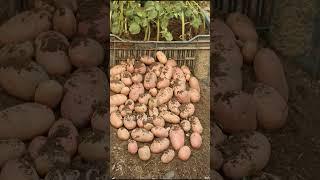 New way to potato cultivation