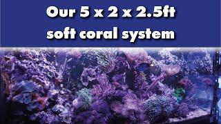 Our 5 x 2 x 2.5ft soft coral system