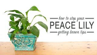 How to Stop Your Peace Lily Getting Brown Tips