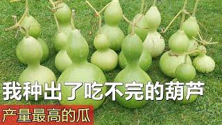 我种出了吃不完的葫芦 | 高产技巧和保存方法 How to grow lots of grouds/ calabashes