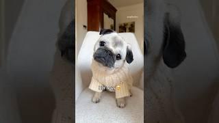 New year, brand new Loulou 🩷 #pug #dog #transformation