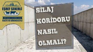 Silaj Koridoru Nasıl Olmalı? #Silaj